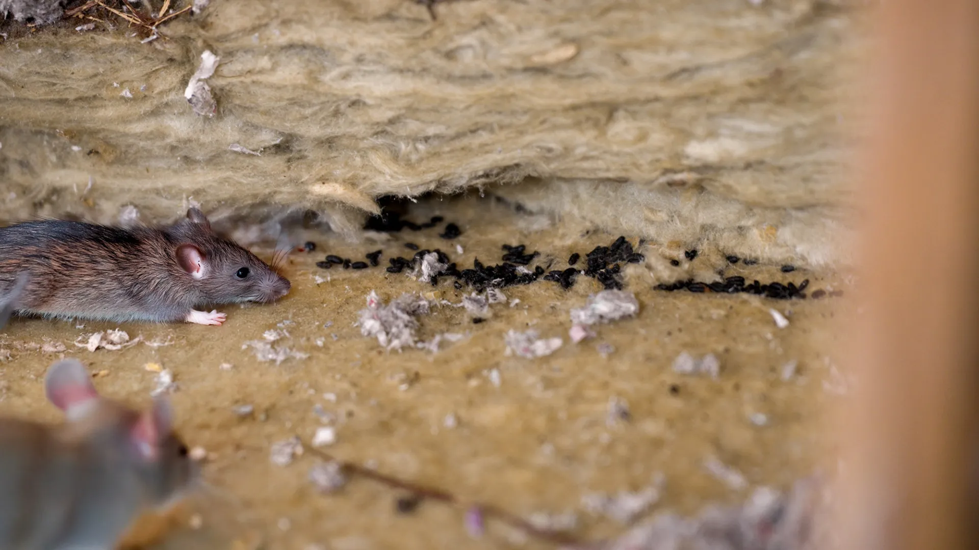 Forsikringsskade - rotter